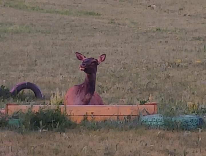 Apache Eco Camp, Terelj Nationalpark Mongolia Ξενοδοχείο Bayan Bulagiin Hural Εξωτερικό φωτογραφία